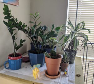 Bunch of potted plants in a cornor